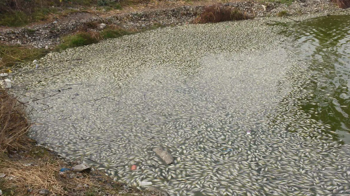 MILES DE PECES MUERTOS EN CUERPO DE AGUA-MARCO BEDOLLA (10)